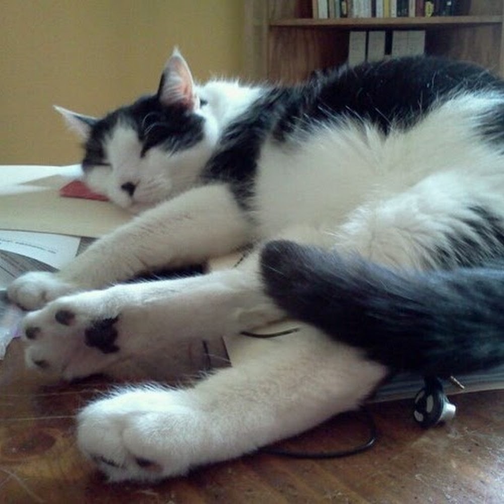 Meet your Posher, Louise